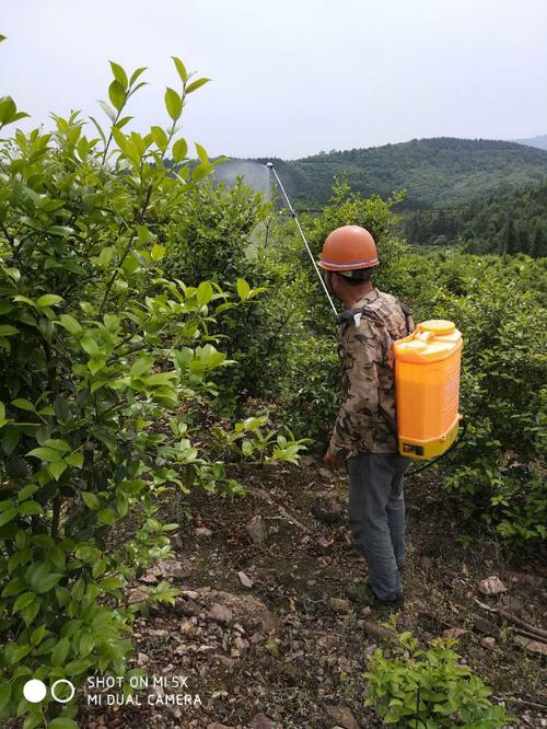 江西省新余市渝水区林业局开展油茶病虫害防治试点促产业发展