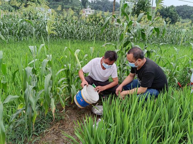 区农业农村局扎实做好水稻病虫害防治